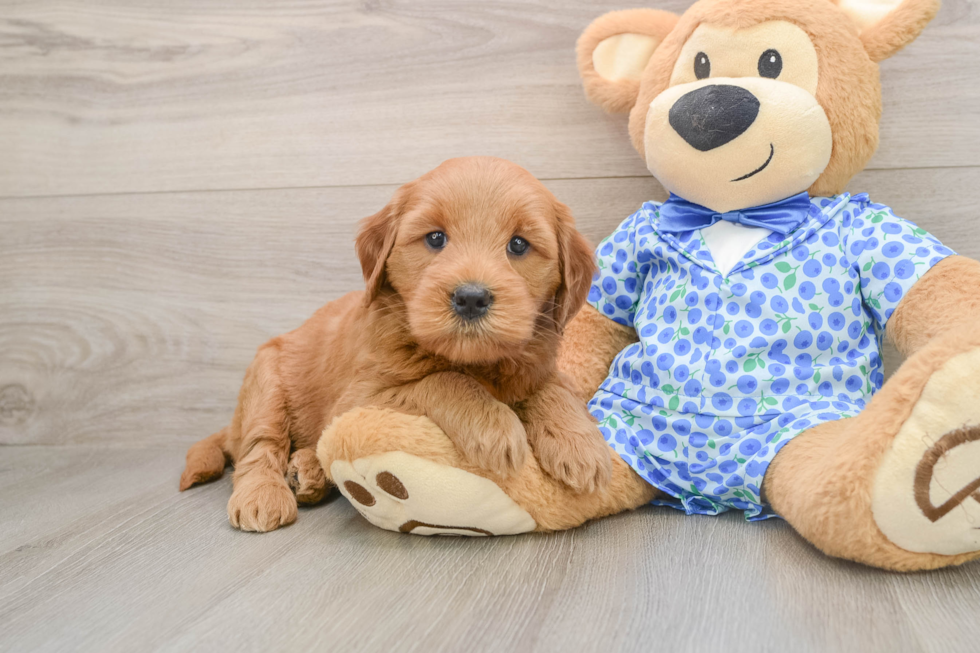 Funny Mini Goldendoodle Poodle Mix Pup