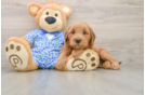 Little Mini Goldenpoo Poodle Mix Puppy