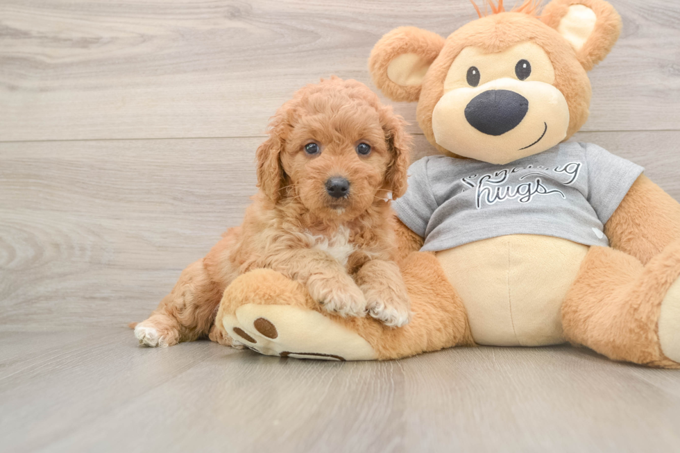 Adorable Golden Retriever Poodle Mix Poodle Mix Puppy