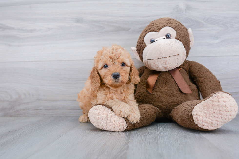 Mini Goldendoodle Pup Being Cute