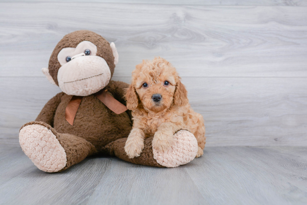 Best Mini Goldendoodle Baby