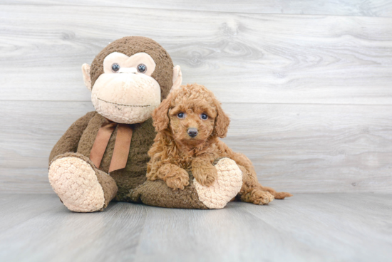 Mini Goldendoodle Pup Being Cute