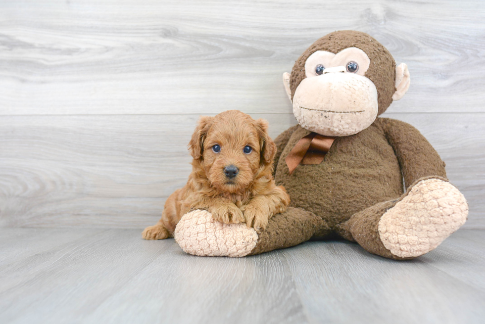 Best Mini Goldendoodle Baby