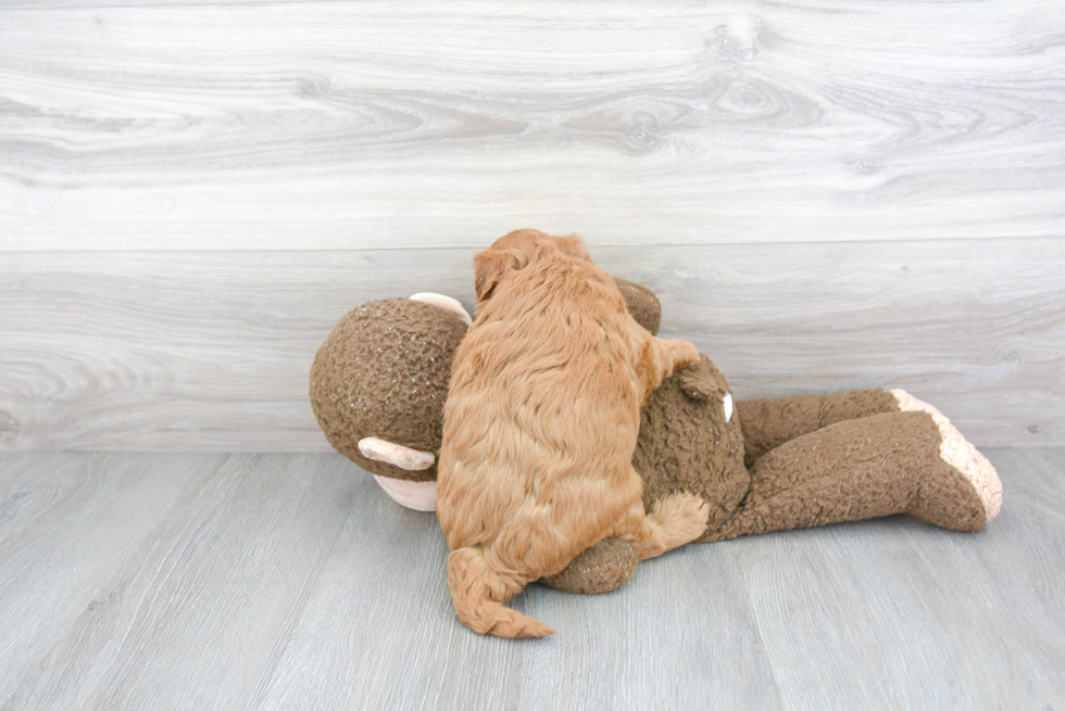 Cute Mini Goldendoodle Baby