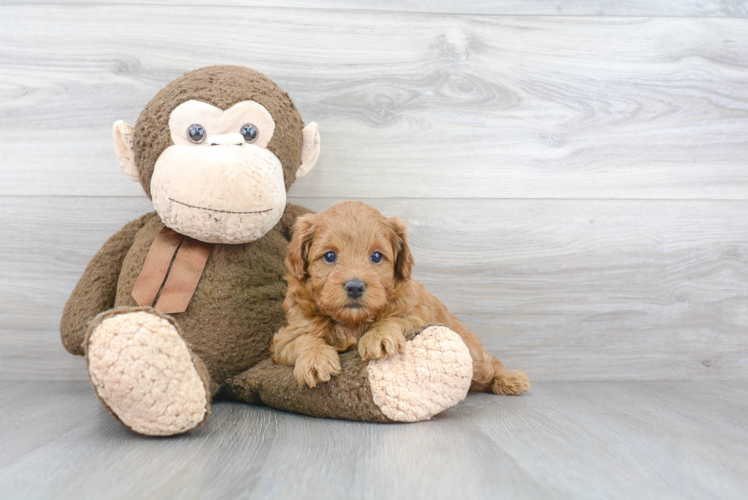 Popular Mini Goldendoodle Poodle Mix Pup