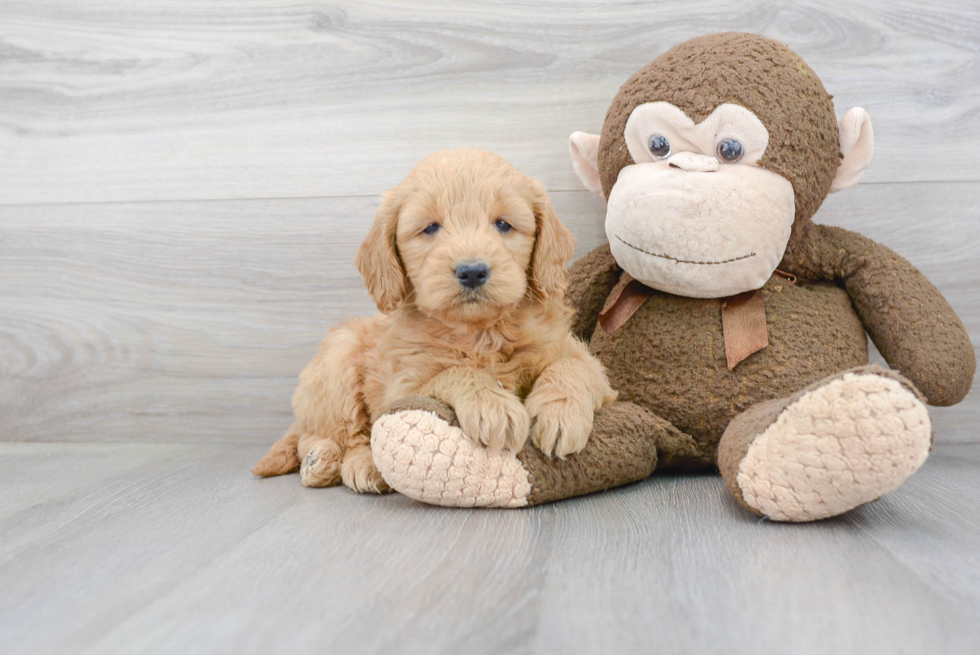 Mini Goldendoodle Pup Being Cute