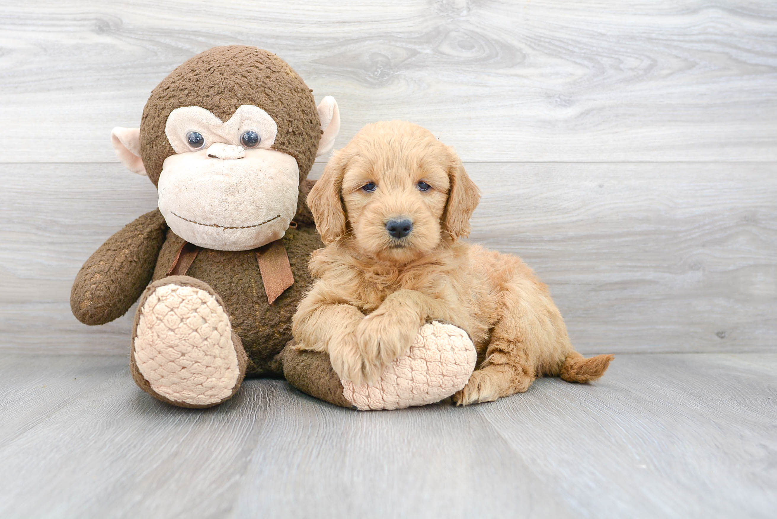 Sweet Mini Goldendoodle Baby