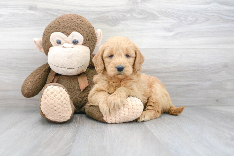 Sweet Mini Goldendoodle Baby