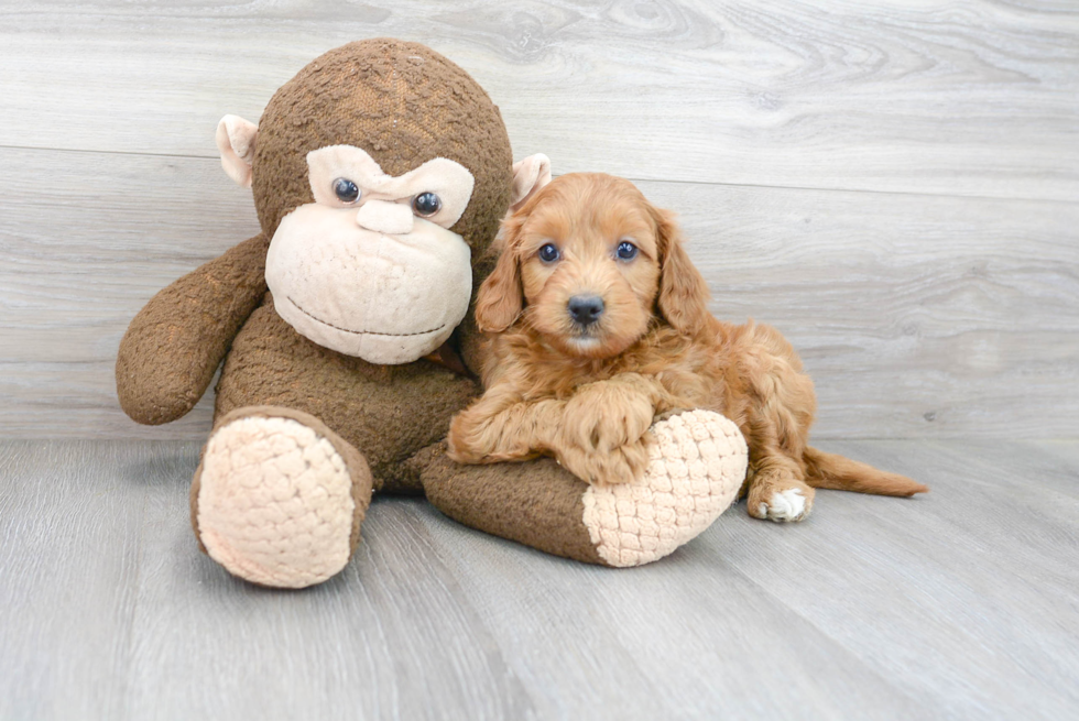 Funny Mini Goldendoodle Poodle Mix Pup