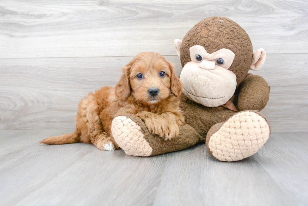 Playful Golden Retriever Poodle Mix Puppy