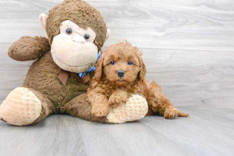 Funny Mini Goldendoodle Poodle Mix Pup