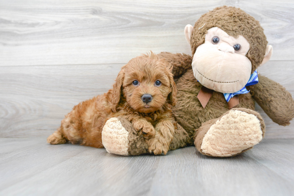 Cute Mini Goldendoodle Baby