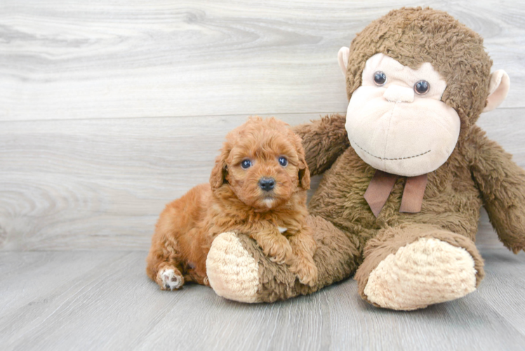 Mini Goldendoodle Puppy for Adoption