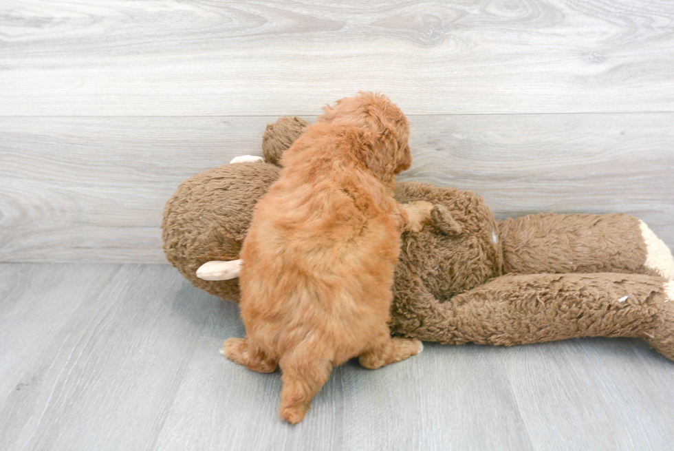 Friendly Mini Goldendoodle Baby