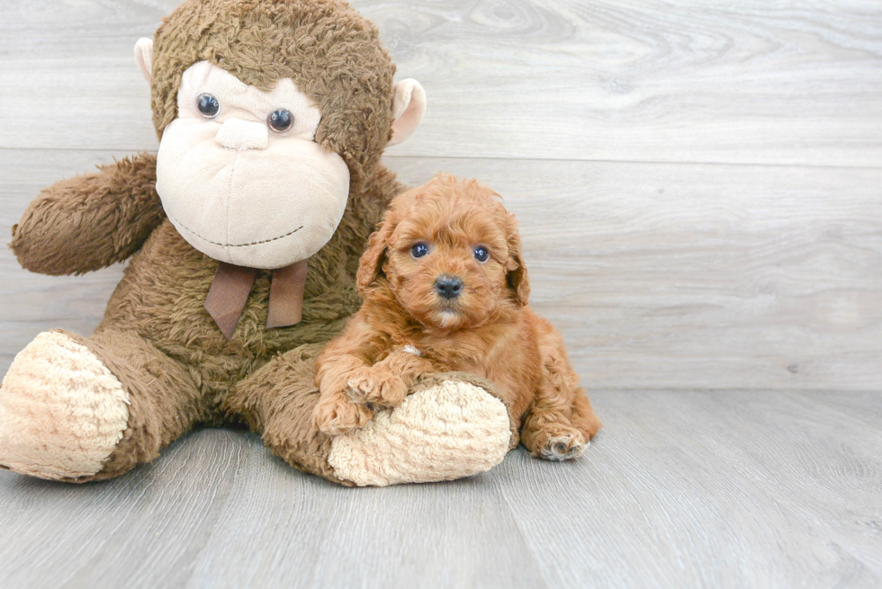 Mini Goldendoodle Puppy for Adoption