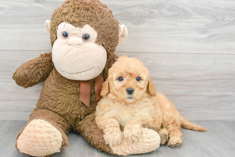 Mini Goldendoodle Pup Being Cute