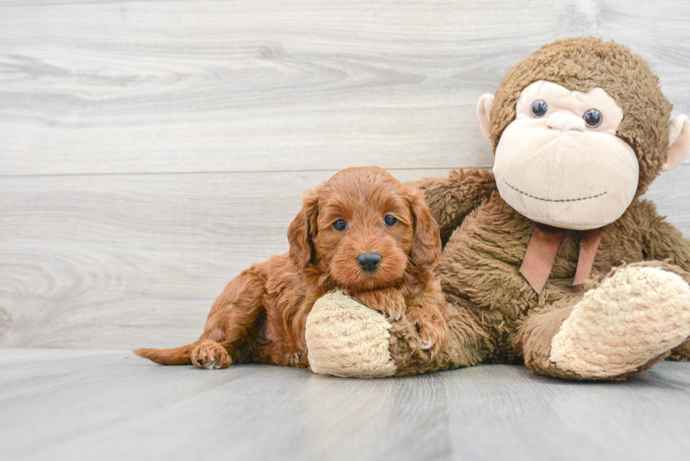 Mini Goldendoodle Pup Being Cute