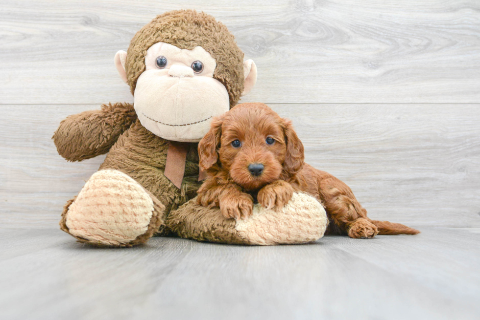 Mini Goldendoodle Pup Being Cute