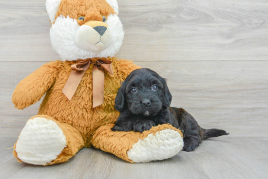 Funny Mini Goldendoodle Poodle Mix Pup