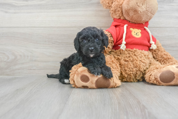 Best Mini Goldendoodle Baby