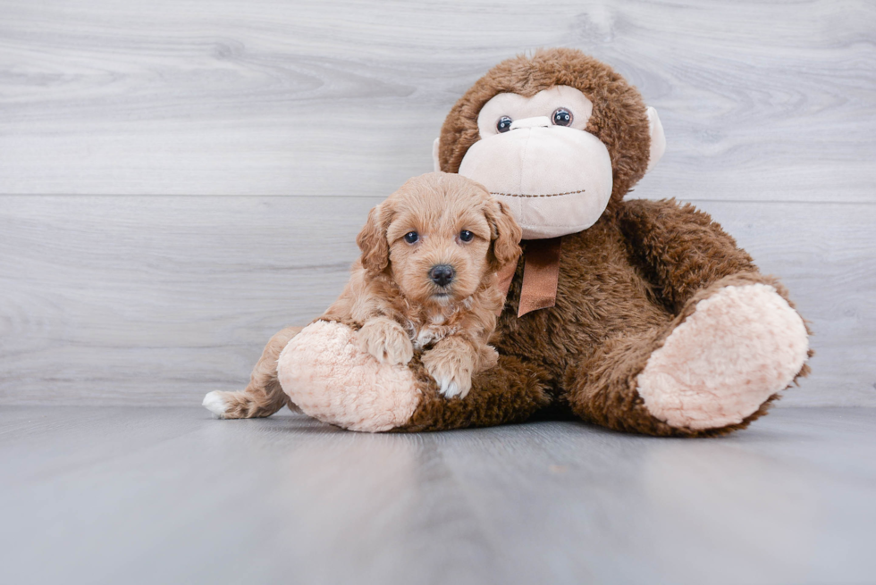 Best Mini Goldendoodle Baby