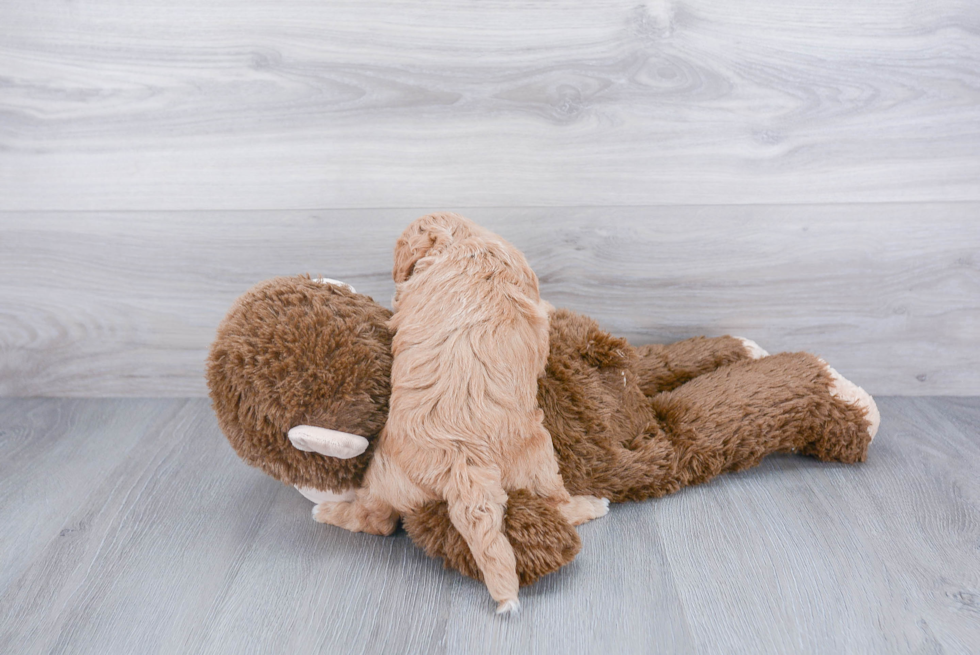 Mini Goldendoodle Puppy for Adoption