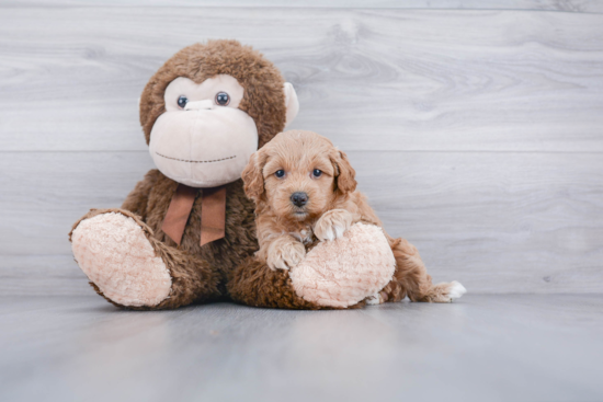 Mini Goldendoodle Pup Being Cute