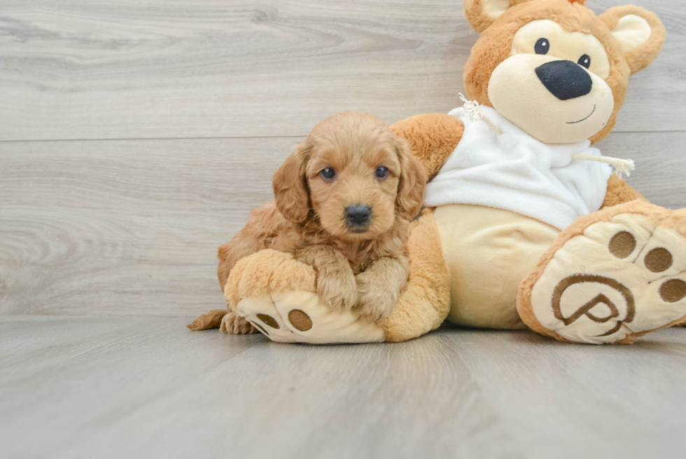 Popular Mini Goldendoodle Poodle Mix Pup