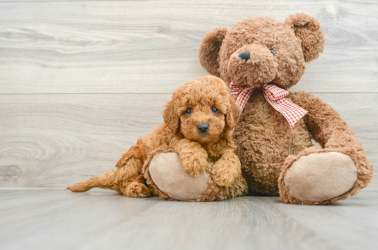 Mini Goldendoodle Pup Being Cute