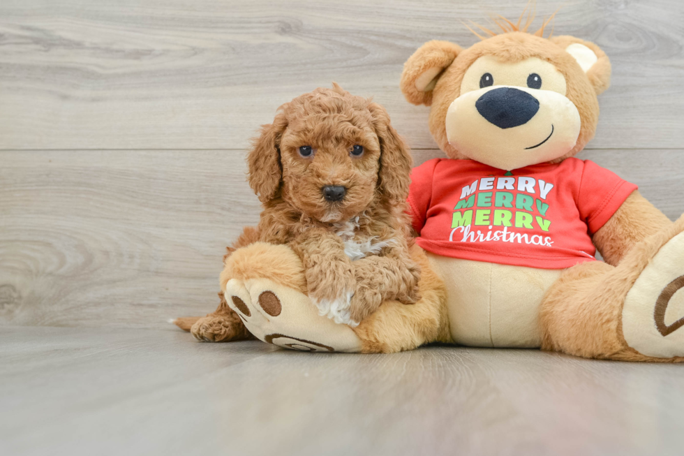 Best Mini Goldendoodle Baby