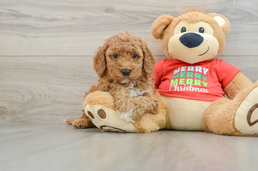 5 week old Mini Goldendoodle Puppy For Sale - Premier Pups