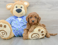 8 week old Mini Goldendoodle Puppy For Sale - Premier Pups