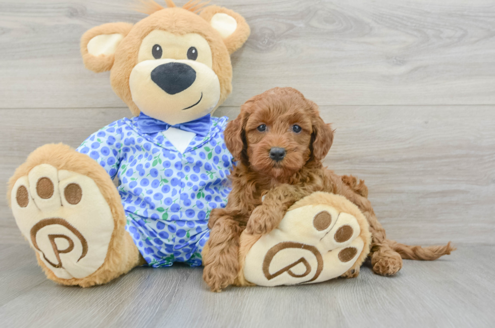 5 week old Mini Goldendoodle Puppy For Sale - Premier Pups