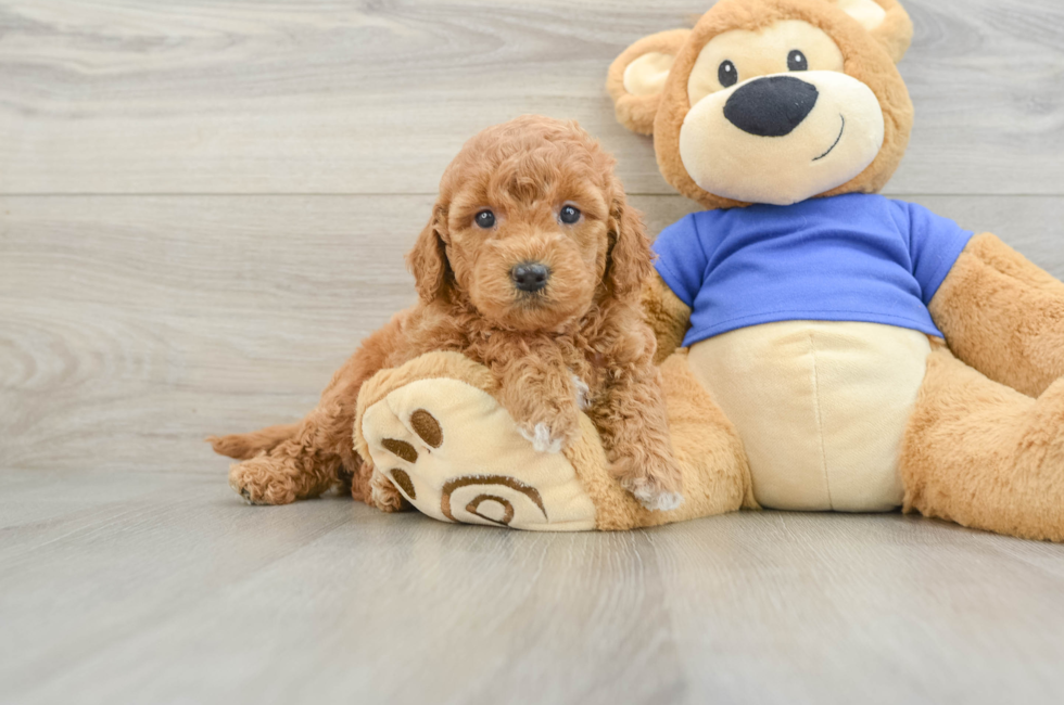 5 week old Mini Goldendoodle Puppy For Sale - Premier Pups