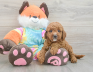 7 week old Mini Goldendoodle Puppy For Sale - Premier Pups