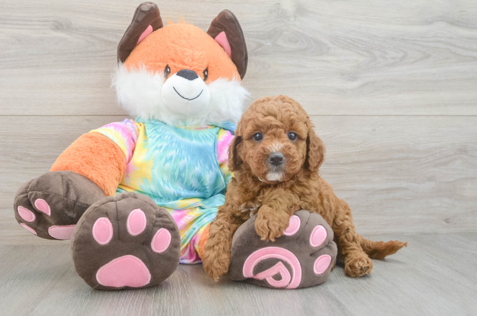 5 week old Mini Goldendoodle Puppy For Sale - Premier Pups