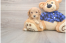 Best Mini Goldendoodle Baby