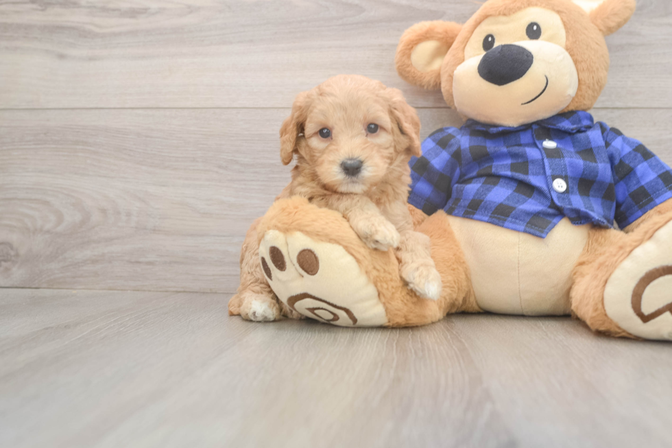 Best Mini Goldendoodle Baby