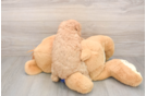Mini Goldendoodle Puppy for Adoption