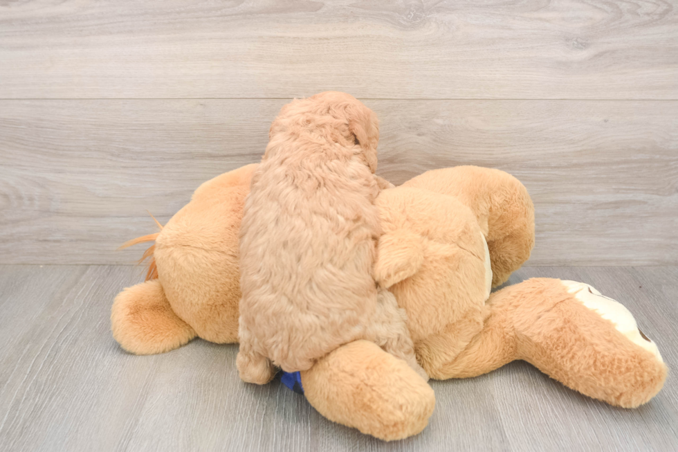 Mini Goldendoodle Puppy for Adoption