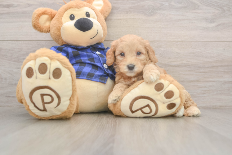 Mini Goldendoodle Pup Being Cute