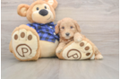 Mini Goldendoodle Pup Being Cute