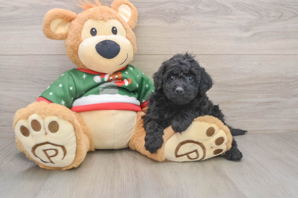 5 week old Mini Goldendoodle Puppy For Sale - Premier Pups