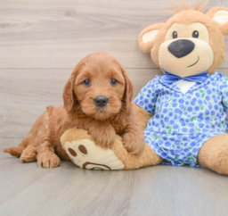 6 week old Mini Goldendoodle Puppy For Sale - Premier Pups