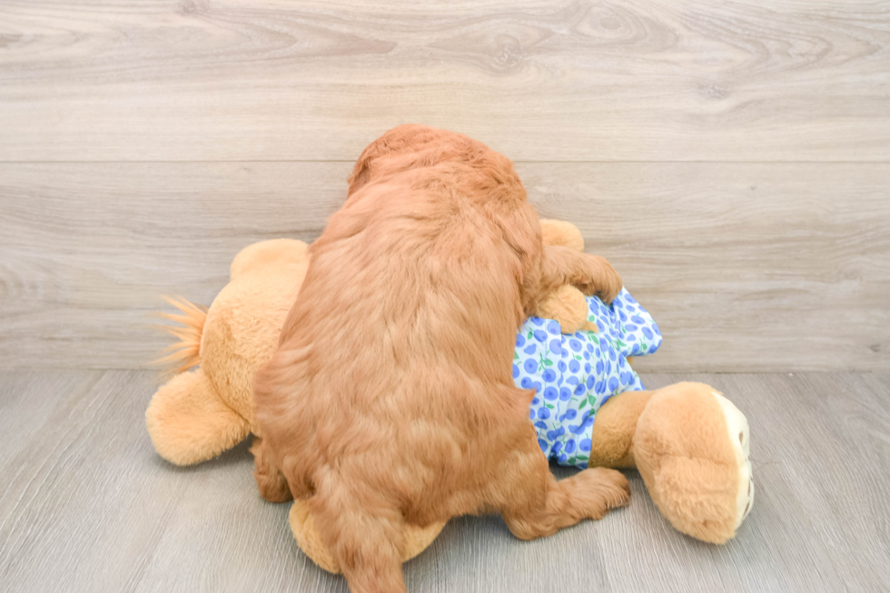 Little Mini Goldenpoo Poodle Mix Puppy