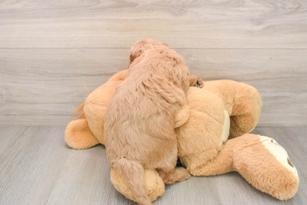 Adorable Golden Retriever Poodle Mix Poodle Mix Puppy