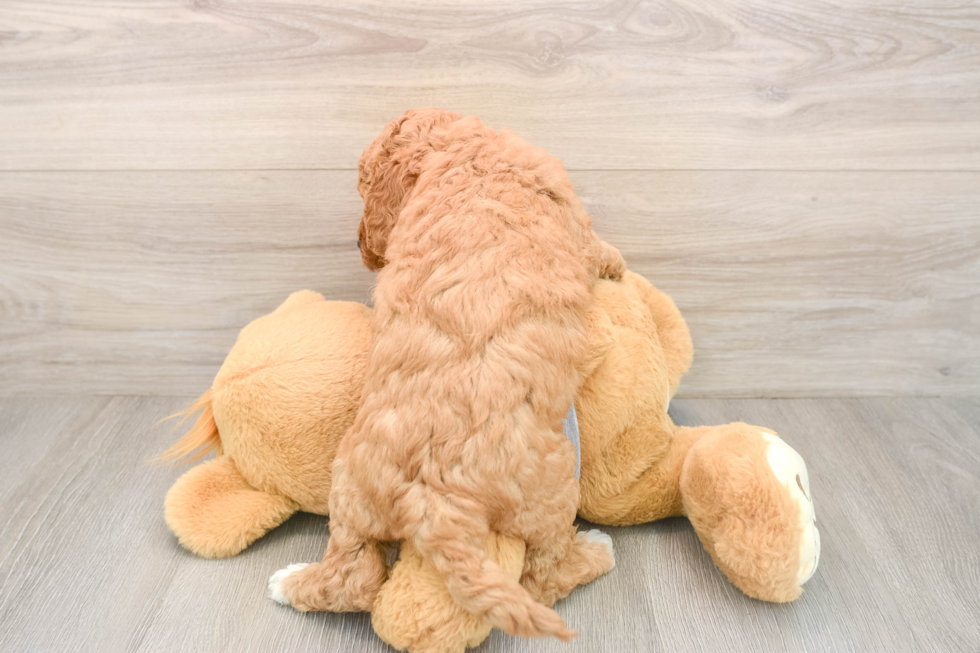 Mini Goldendoodle Puppy for Adoption