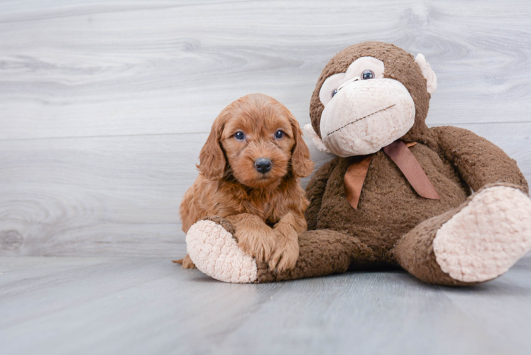 Energetic Golden Retriever Poodle Mix Puppy