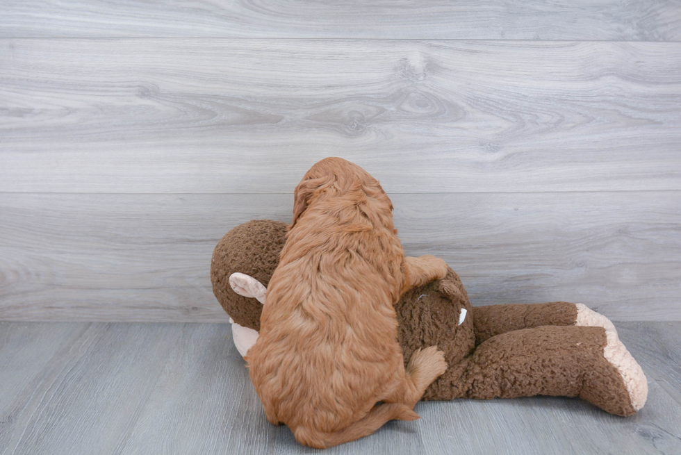 Mini Goldendoodle Pup Being Cute