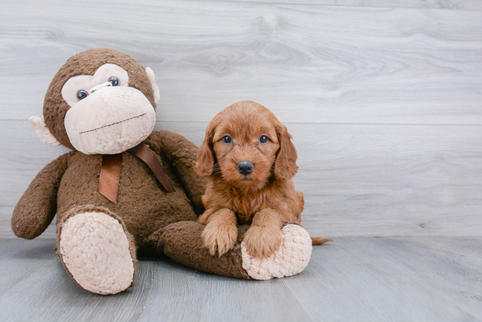 Best Mini Goldendoodle Baby